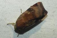 Noctua janthe/janthina