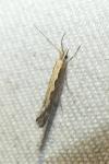 Plutella xylostella