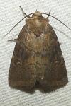 Rusina ferruginea