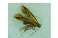 Batia lunaris
