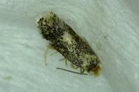 Ectoedemia