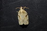 Clepsis spectrana