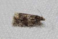Celypha lacunana