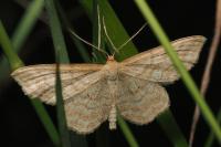 Idaea macilentaria