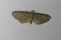 Eupithecia inturbata