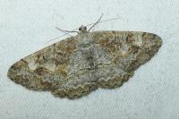 Alcis repandata
