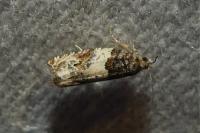 Gypsonoma dealbana