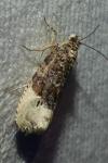 Hedya nubiferana