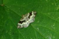 Epirrhoe alternata