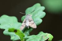 Macroglossum stellatarum