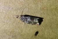Ancylis achatana