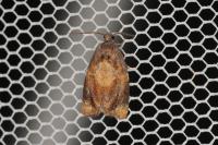 Ditula angustiorana