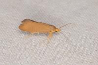 Crassa unitella