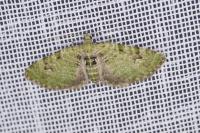 Chloroclystis v-ata