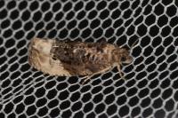 Hedya nubiferana