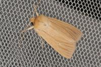 Mythimna pallens