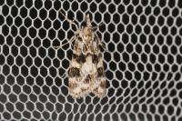 Eudonia delunella