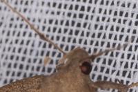 Zanclognatha lunalis