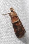 Acrobasis repandana