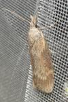 Lamoria anella