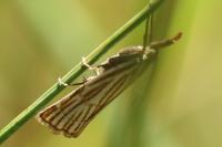 Chrysocramboides craterellus