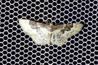 Idaea rusticata