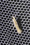 Plutella xylostella