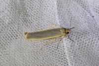 Manulea complana