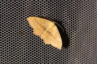 Scopula imitaria