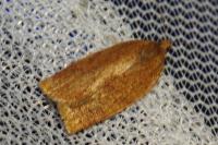 Choristoneura lafauryana