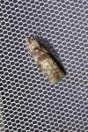 Phycita roborella