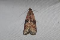 Rhodophaea formosa