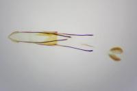 Phycitodes inquinatella
