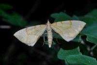 Gandaritis pyraliata
