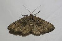 Peribatodes ilicaria