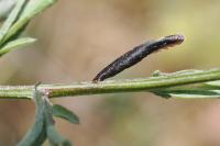 Coleophora conspicuella