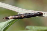 Coleophora conspicuella