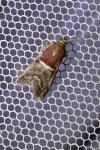 Acrobasis marmorea