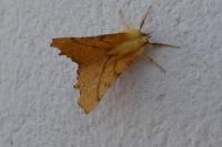 Ennomos alniaria