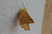 Ennomos alniaria