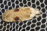 Agonopterix alstroemeriana