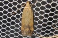 Pexicopia malvella