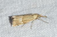 Chrysocrambus linetella