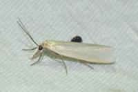 Crambus perlellus