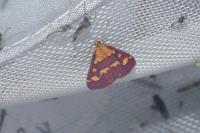 Pyrausta purpuralis