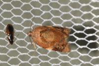Ditula angustiorana