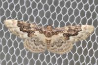Idaea rusticata