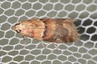 Acrobasis repandana