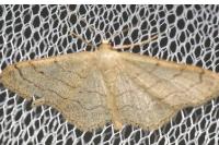 Idaea aversata