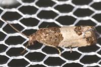 Spilonota ocellana